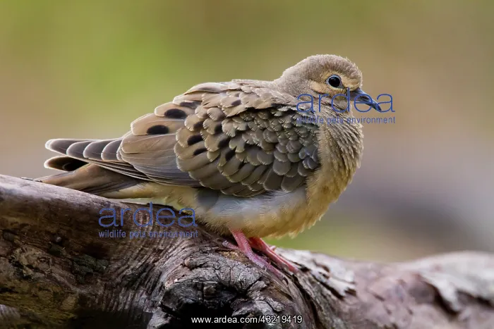 : Mourning Dove (Zenaida macroura) resting : Mourning Dove (Zenaida macroura) resting