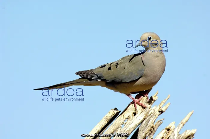 : Mourning Dove (Zenaida macrouris) : Mourning Dove (Zenaida macrouris)