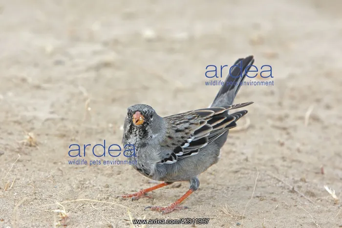  : Mourning Sierra-finch