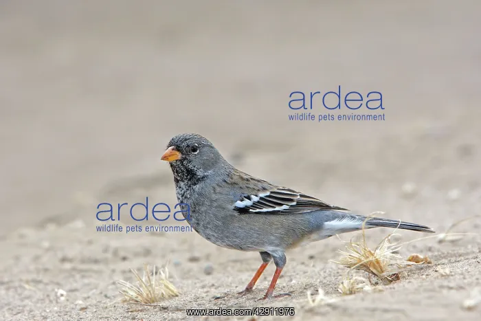 : Mourning Sierra-finch : Mourning Sierra-finch