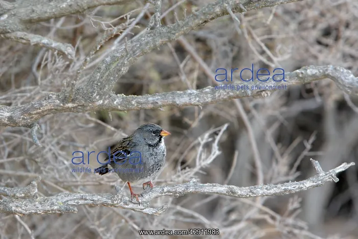 : Mourning Sierra-finch : Mourning Sierra-finch