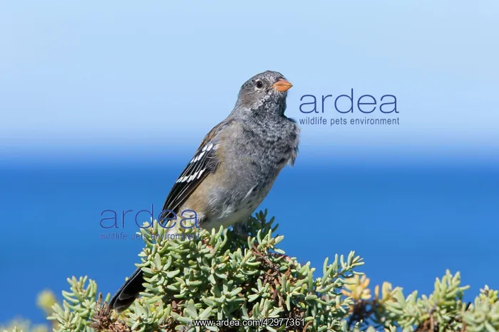 : Mourning Sierra Finch - adult female sitting on : Mourning Sierra Finch - adult female sitting on