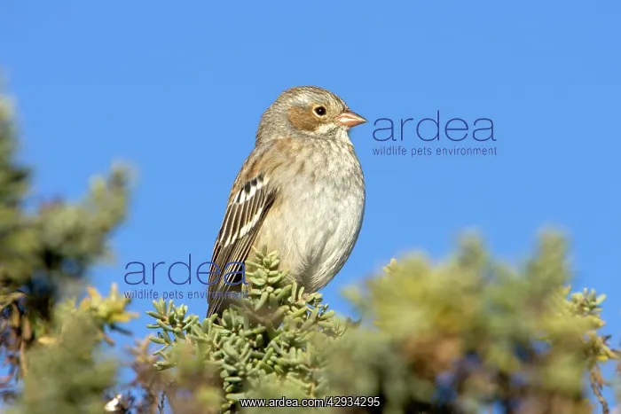 : Mourning Sierra Finch, Female : Mourning Sierra Finch, Female