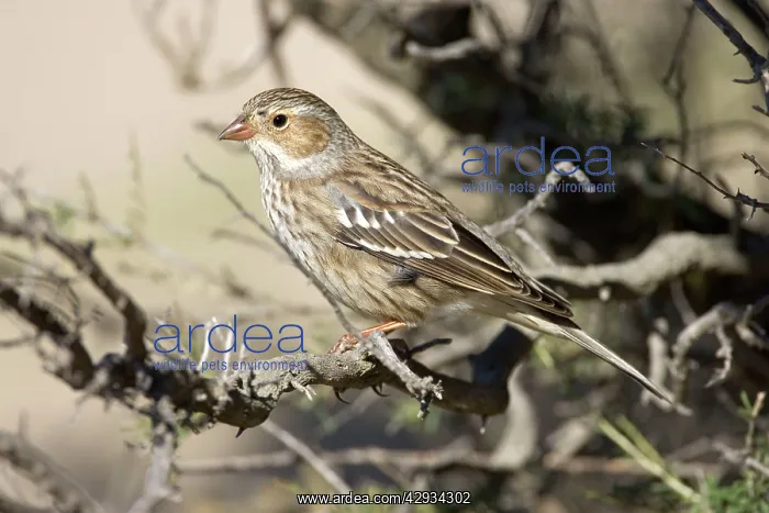 : Mourning Sierra Finch, Female : Mourning Sierra Finch, Female