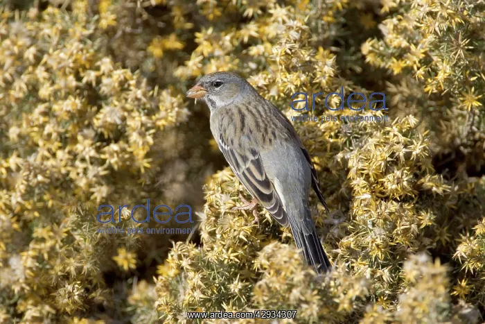 : Mourning Sierra Finch - Female - Feeding on seeds : Mourning Sierra Finch - Female - Feeding on seeds
