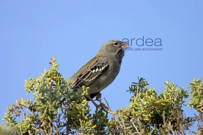 : Mourning Sierra Finch - Male, winter plumage : Mourning Sierra Finch - Male, winter plumage