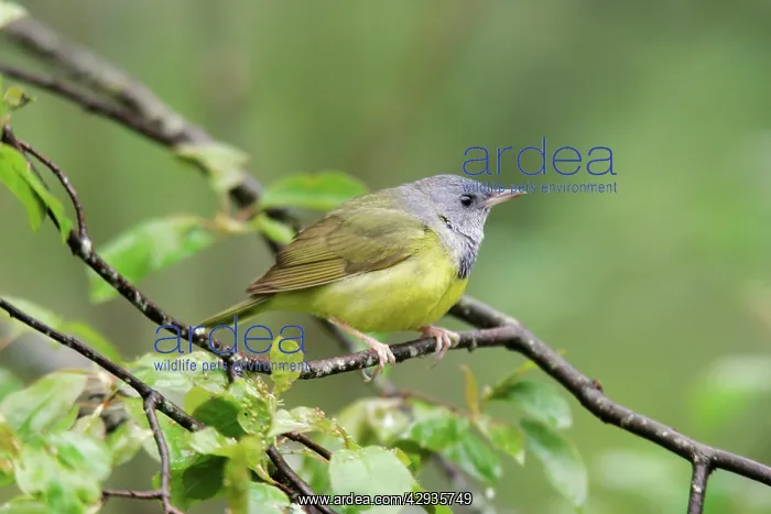 : Mourning Warbler : Mourning Warbler