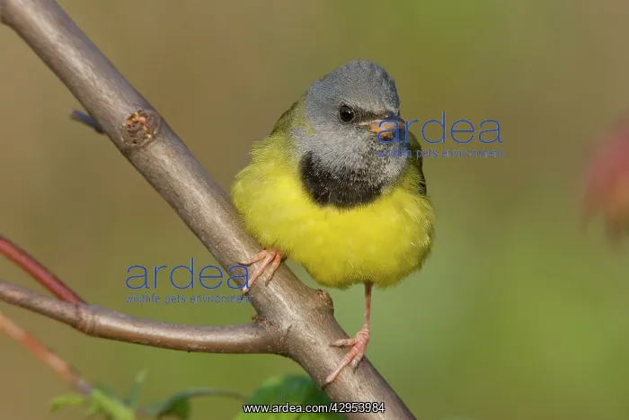 : Mourning Warbler : Mourning Warbler