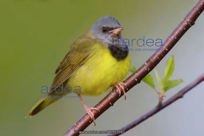 : Mourning Warbler : Mourning Warbler
