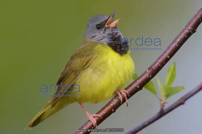 : Mourning Warbler : Mourning Warbler