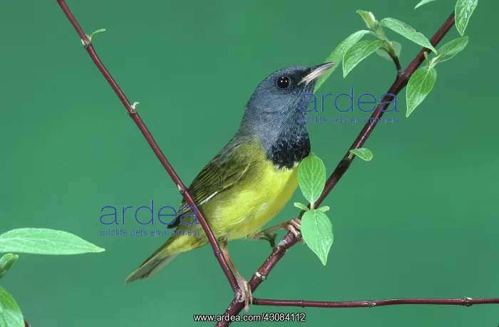 : Mourning Warbler : Mourning Warbler