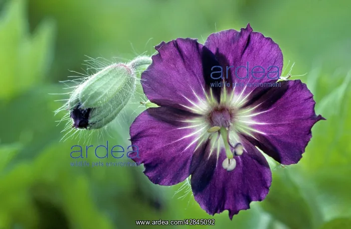  : Mourning widow