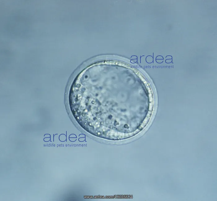 : Mouse Blastocyst : Mouse Blastocyst