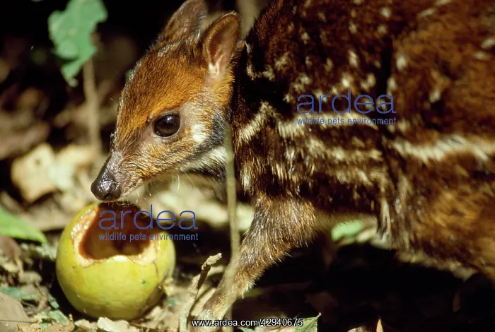 : Mouse Deer / Water Chevrotain - eating fruit dropped : Mouse Deer / Water Chevrotain - eating fruit dropped