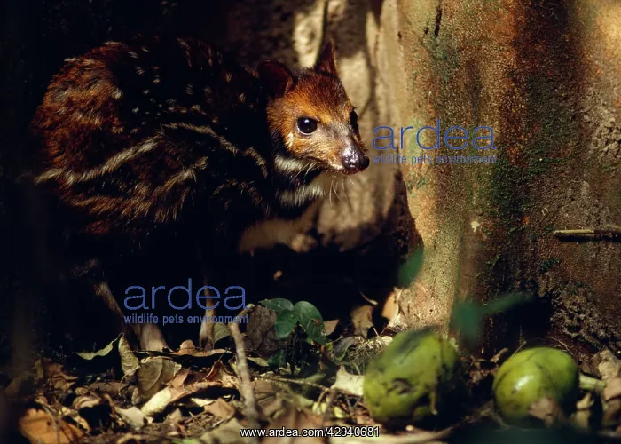: Mouse Deer / Water Chevrotain eating fruit dropped : Mouse Deer / Water Chevrotain eating fruit dropped