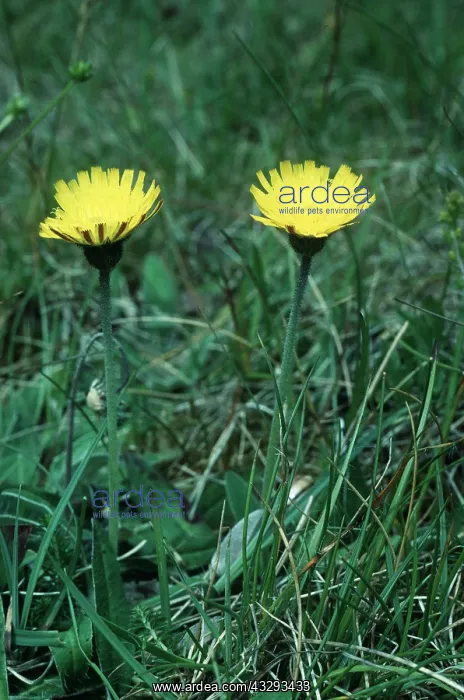 : Mouse-ear Hawksweed : Mouse-ear Hawksweed