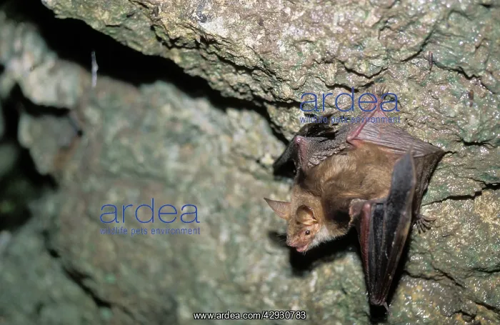 : Mouse-eared Bat in a cave : Mouse-eared Bat in a cave