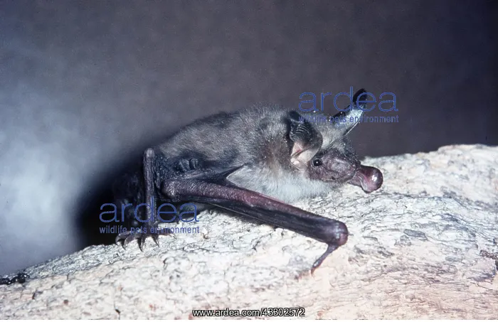 : MOUSE-EARED BAT - clinging to rock : MOUSE-EARED BAT - clinging to rock