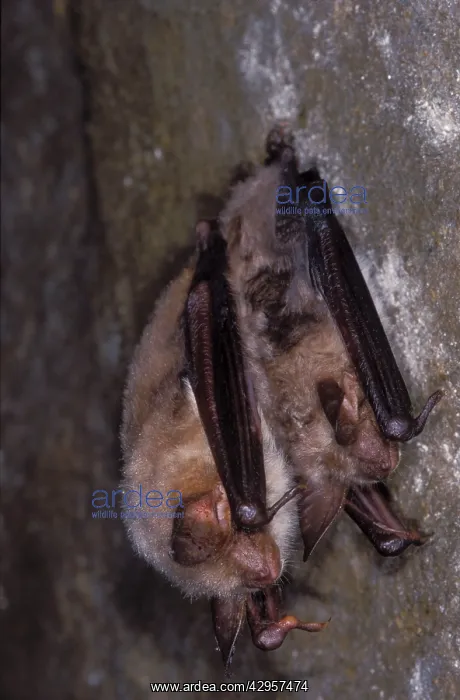 : Mouse-eared Bat - with Daubenton's Bat (Myotis : Mouse-eared Bat - with Daubenton's Bat (Myotis