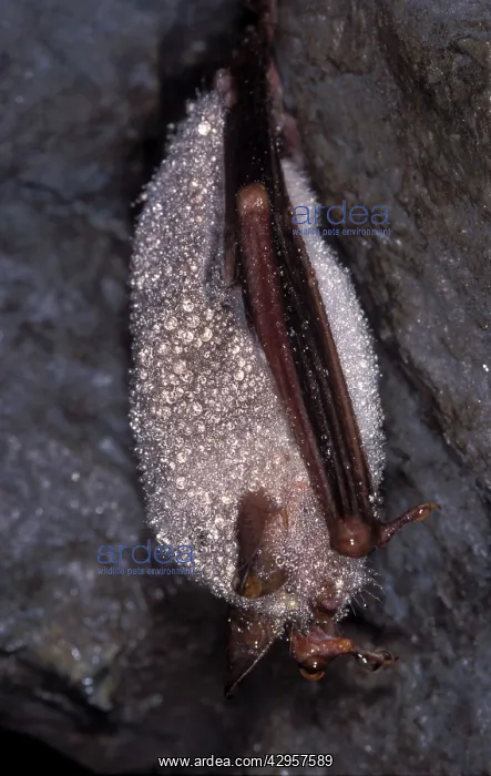 : Mouse-eared Bat - with dew - hibernation at cave : Mouse-eared Bat - with dew - hibernation at cave