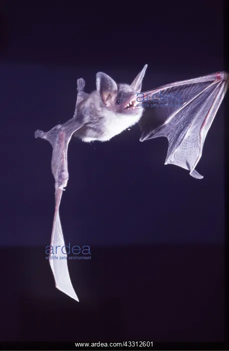 : MOUSE EARED BAT - in flight : MOUSE EARED BAT - in flight