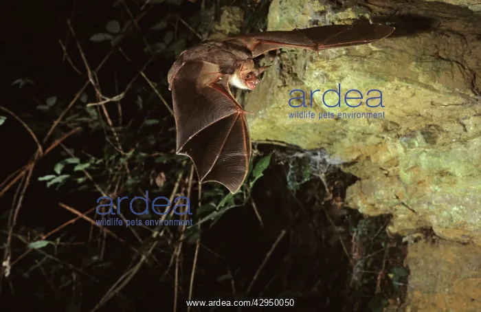 : Mouse-eared bat flying into a cave (old iron mine) : Mouse-eared bat flying into a cave (old iron mine)