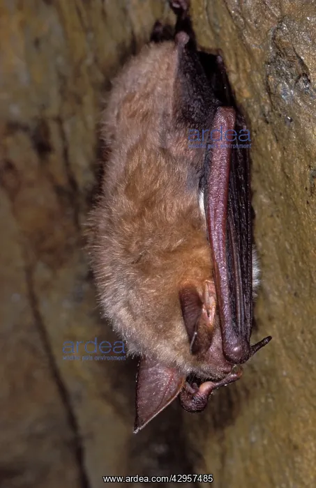 : Mouse-eared Bat - hibernation at cave : Mouse-eared Bat - hibernation at cave