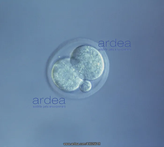 : Mouse Embryo at Two Cell Stage & a Polar Body : Mouse Embryo at Two Cell Stage & a Polar Body