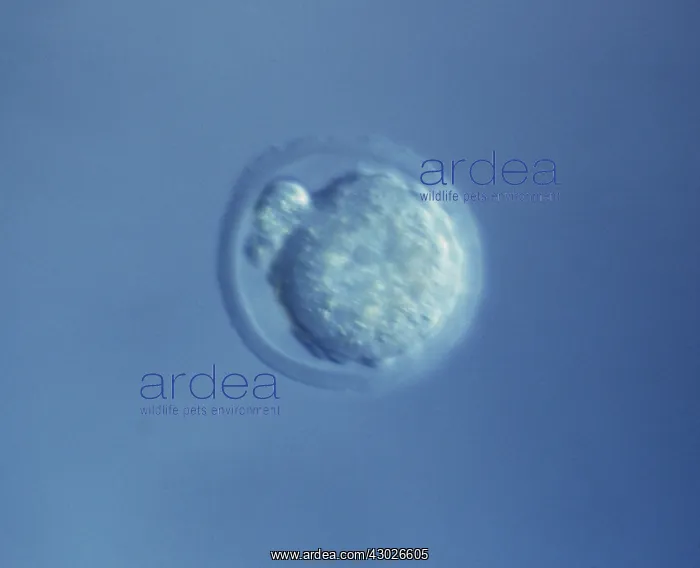 : Mouse Embryo at Single Cell Stage and Polar Body : Mouse Embryo at Single Cell Stage and Polar Body