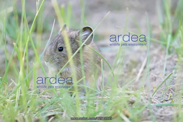 : Mouse Hare : Mouse Hare
