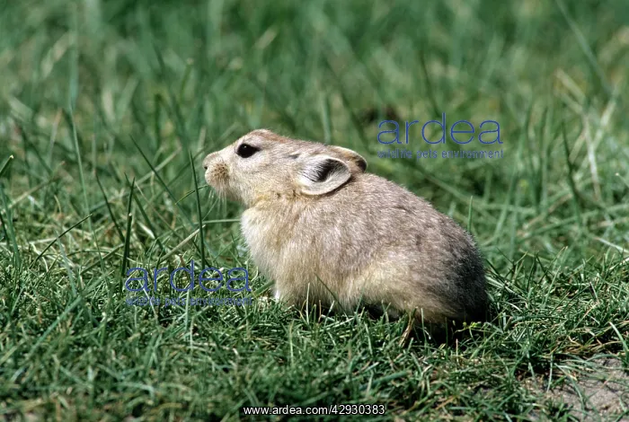: Mouse Hare / Pika : Mouse Hare / Pika