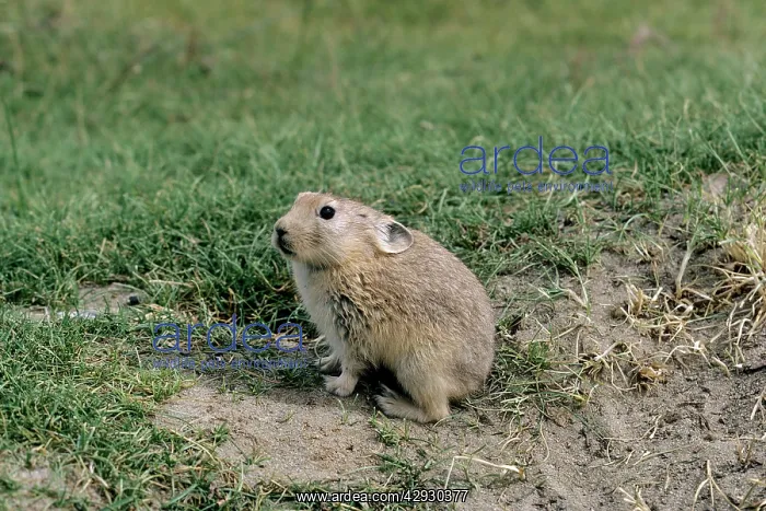 : Mouse Hare / Pika - by burrow opening : Mouse Hare / Pika - by burrow opening