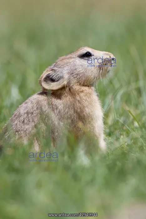 : Mouse Hare / Plateau Pika (Black-lipped pika) : Mouse Hare / Plateau Pika (Black-lipped pika)