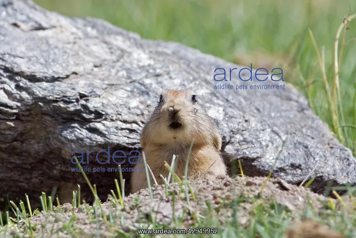 : Mouse hare / Plateau pika (Black-lipped pika) at : Mouse hare / Plateau pika (Black-lipped pika) at