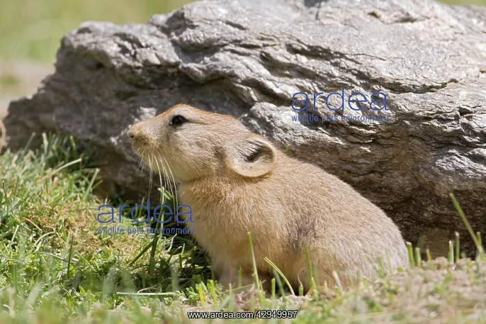 : Mouse Hare / Plateau Pika (Black-lipped pika) at : Mouse Hare / Plateau Pika (Black-lipped pika) at