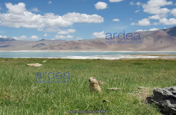 : Mouse Hare / Plateau Pika / Black-lipped Pika : Mouse Hare / Plateau Pika / Black-lipped Pika