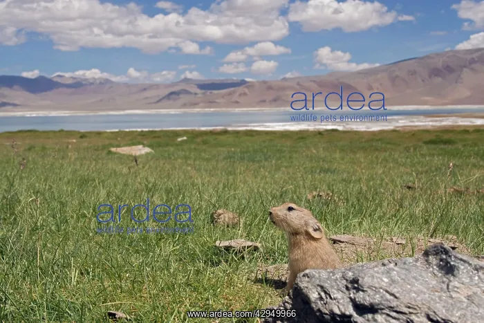 : Mouse Hare / Plateau Pika / Black-lipped Pika - : Mouse Hare / Plateau Pika / Black-lipped Pika -