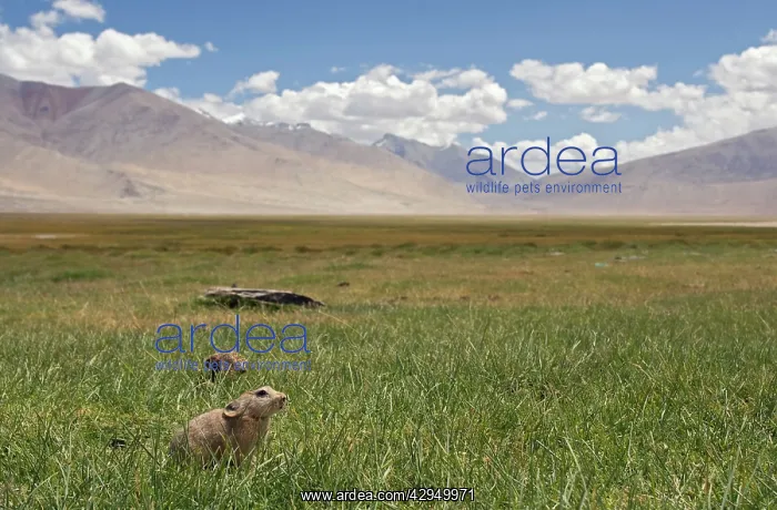  : Mouse Hare  /  Plateau Pika  /  Black-lipped Pika