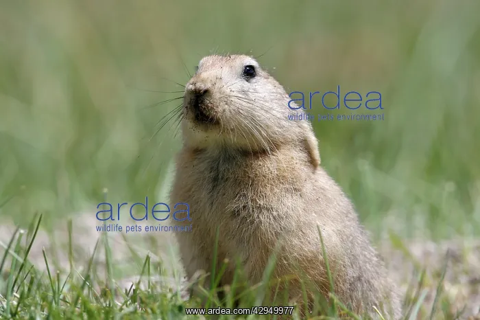 : Mouse hare / Plateau pika (Black-lipped pika) : Mouse hare / Plateau pika (Black-lipped pika)