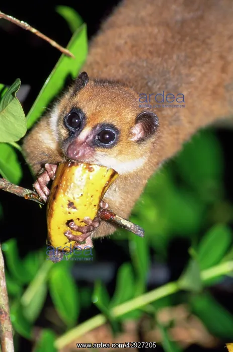 : MOUSE LEMUR - eating Banana : MOUSE LEMUR - eating Banana