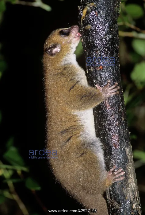  : MOUSE LEMUR LICKS TREE BARK