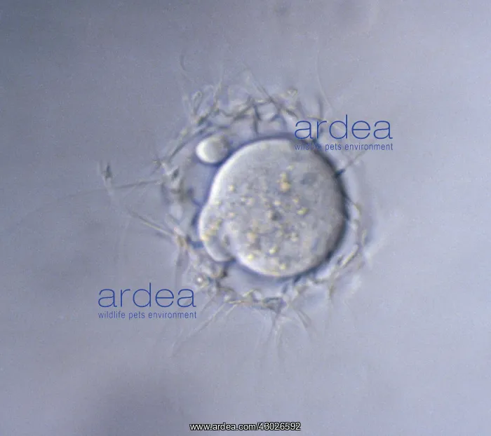 : Mouse Ovum being fertilized : Mouse Ovum being fertilized