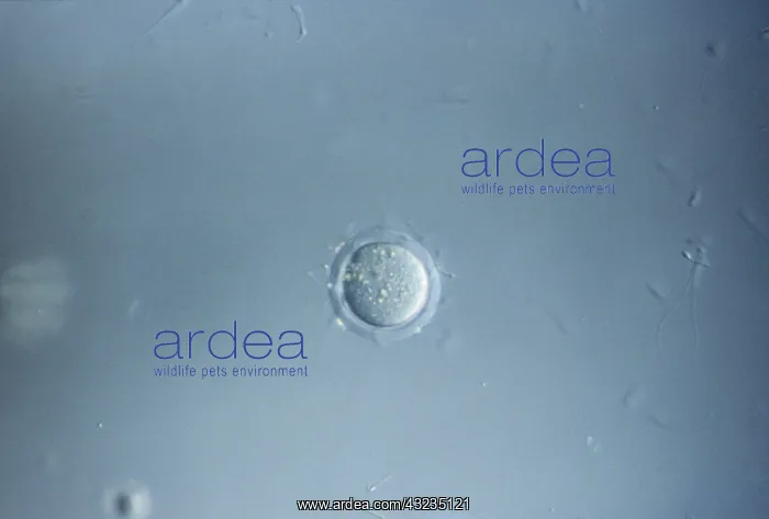 : Mouse Ovum being fertilized : Mouse Ovum being fertilized