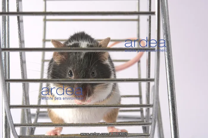 : Mouse playing in a wheel : Mouse playing in a wheel