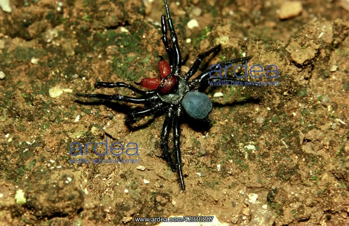 : Mouse spider - male, a burrowing spider : Mouse spider - male, a burrowing spider