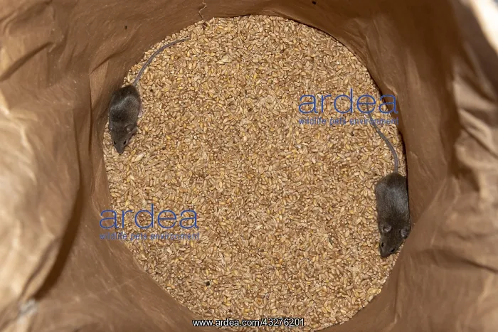 : Mouse in a wheat bag : Mouse in a wheat bag