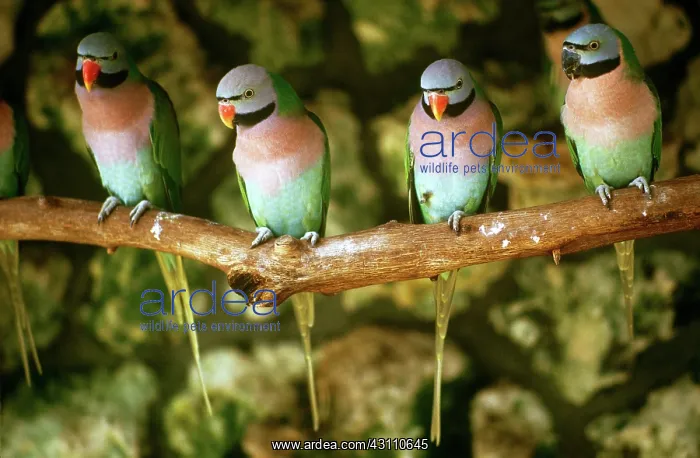 : Moustache Parakeets : Moustache Parakeets