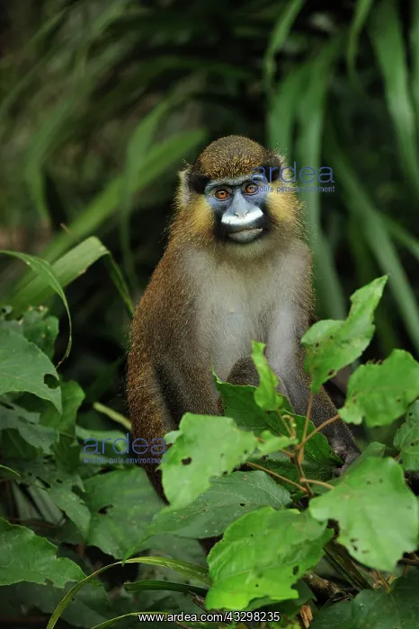 : Moustached Guenon / Moustached Monkey - controlled : Moustached Guenon / Moustached Monkey - controlled