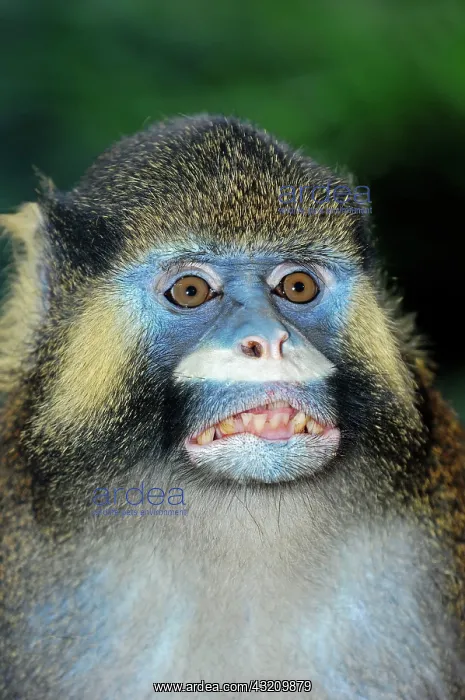: Moustached Guenon or Moustached Monkey, portrait : Moustached Guenon or Moustached Monkey, portrait