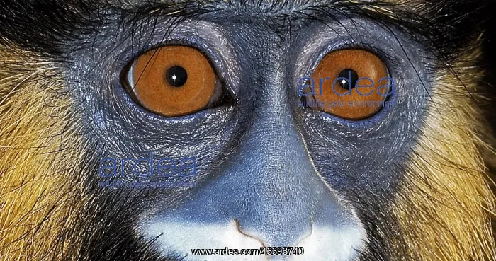 : Moustached Monkey (cercopithecus cephus) or Must : Moustached Monkey (cercopithecus cephus) or Must
